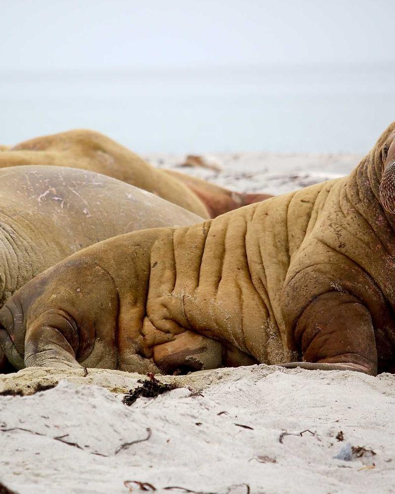 Ceramic vase and dried florals